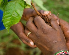 oiko-tree-planting-kenya-142015-newsletter2.jpg